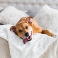犬が『ふかふかした…