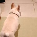 『こっちにきて！』…