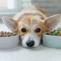 犬が食べると『消化…