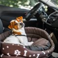 犬が『車酔い』して…