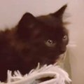 小さな子猫がお家に…