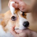 犬が目薬を嫌がる時…