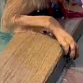 プールにきた大型犬→…