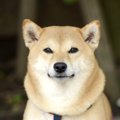 犬は『名前』がとっ…