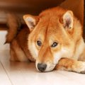 犬が『やめてほしい…