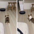 子犬 VS お掃除ロボ…