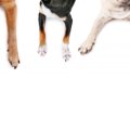 あなたの犬は右利き…