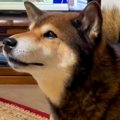 普段吠えない犬→スー…