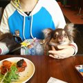 犬と鎌倉でお散歩し…