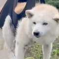老犬のシャンプーを…