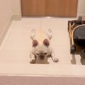 犬が『両親の帰宅後…