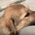 犬界でも『女子』は…