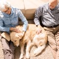犬の『終活』まず何…