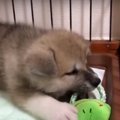 ころころの秋田犬赤…
