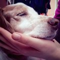 犬を飼って一番大変…