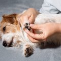 塗り方で効果が変わ…