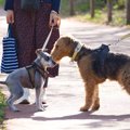 犬が不満を感じる『…