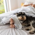 犬が『飼い主と一緒…
