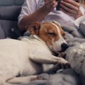 犬が安心できる『飼…