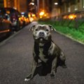 『夜の犬の散歩』に…