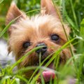 実は危険な『犬のお…