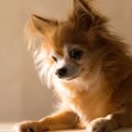 犬が洗剤を舐めた！…