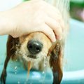 顔が濡れるのが嫌い…