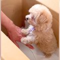 赤ちゃん犬をお迎え…