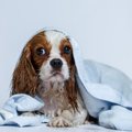 『お風呂嫌いな犬』…