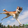 犬が興奮しすぎてし…