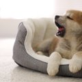 犬の睡眠中に考えら…