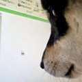 パソコン画面を見つ…
