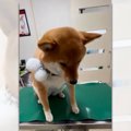 診察台でプルプル『…