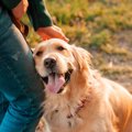 犬に『居心地がいい…