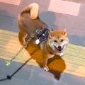 犬が『想定外の場所…