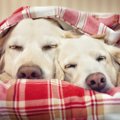 犬同士がくっついて…
