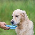 犬がいつもより水を…