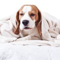 犬の体が冷たい時に…
