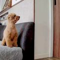 犬に会うため、実家…