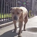 捨てられた犬を保護…