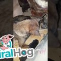 水没した穴に子犬が…