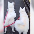 秋田犬軍団が『パパ…