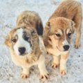 1万4千年前の子犬の…