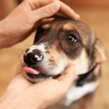 保護された元野良犬…