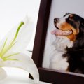犬が『突然死』する…
