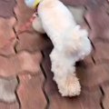 犬に『カップ麺の容…