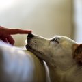 犬が『鼻を鳴らす』…