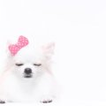 犬が『ありがた迷惑…