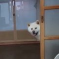【秋田犬】プチプチ…