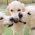 一つのおもちゃを取…